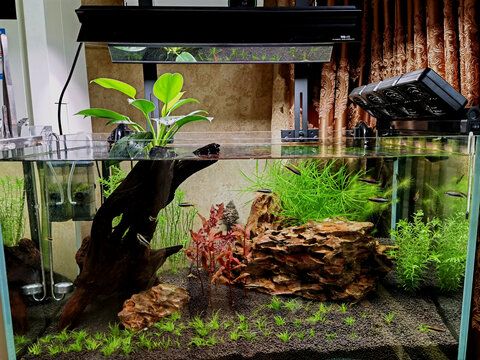 水草的養護秘籍：在魚缸中種植水草可以增加觀賞價值 水草的養護秘籍：在魚缸中種植水草可以增加觀賞價值 魚缸百科 第4張