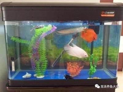 魚缸隔熱材料的選擇技巧：如何選擇合適的魚缸隔熱材料