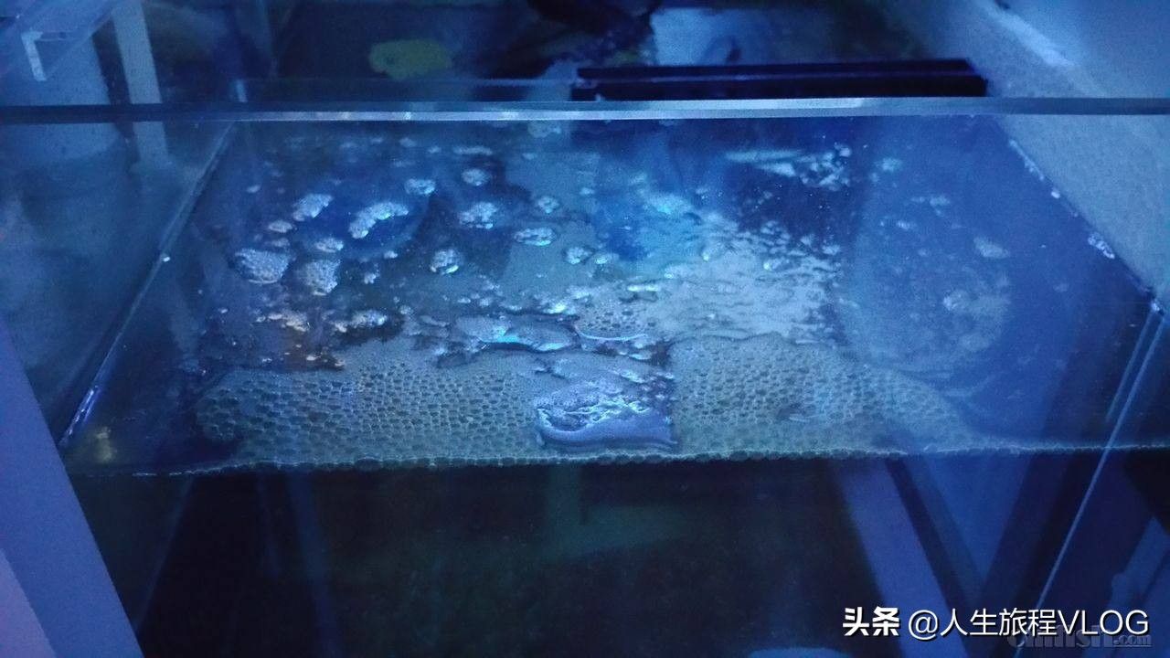 魚缸水好多氣泡怎么回事（魚缸水出現大量氣泡可能由多種原因引起以下原因及其解決辦法）