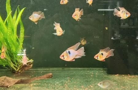 銀川龍魚魚缸，打造水族藝術的極致境界 銀川龍魚魚缸，打造水族藝術的極致境界 魚缸百科 第1張