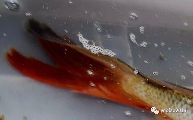 龍鳳鯉魚市場價值:觀賞魚市場價格趨勢預測龍鳳鯉魚市場價格趨勢預測 龍魚百科 第5張 龍鳳鯉魚市場價值:觀賞魚市場價格趨勢預測龍鳳鯉魚市場價格趨勢預測 龍鳳鯉魚市場價值:觀賞魚市場價格趨勢預測龍鳳鯉魚市場價格趨勢預測 龍魚百科 第5張
