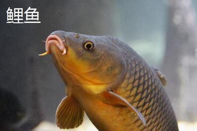龍鳳鯉魚市場價值:觀賞魚市場價格趨勢預測龍鳳鯉魚市場價格趨勢預測 龍魚百科 第4張 龍鳳鯉魚市場價值:觀賞魚市場價格趨勢預測龍鳳鯉魚市場價格趨勢預測 龍鳳鯉魚市場價值:觀賞魚市場價格趨勢預測龍鳳鯉魚市場價格趨勢預測 龍魚百科 第4張