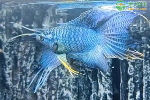 紅龍魚怎么養發色最好視頻教學大全（紅龍魚怎么養發色最好視頻教學大全圖片）