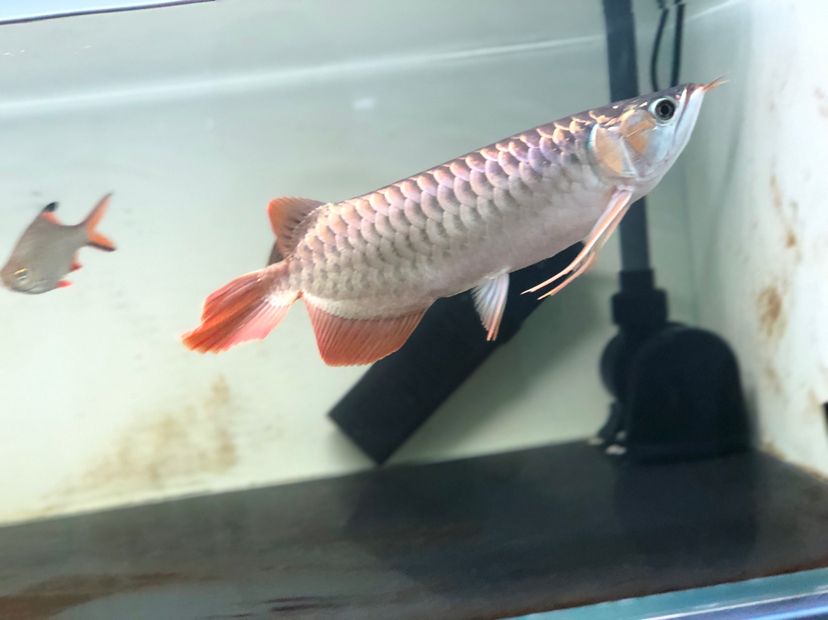 德國黑鉆魚缸設計的藝術靈感德國魚缸設計的藝術靈感：德國魚缸底濾系統選擇合適的魚缸底濾系統是養魚成功的關鍵之一