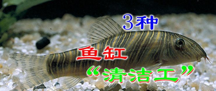 魚缸清潔的其他生物選擇：幾種適合用于魚缸清潔的生物