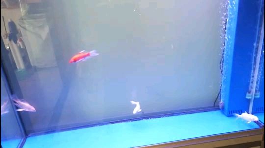 紅鯉魚魚缸視頻播放器（關于紅鯉魚和魚缸的知識） 紅鯉魚魚缸視頻播放器（關于紅鯉魚和魚缸的知識） 魚缸百科