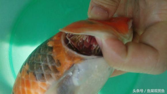 貴陽龍魚魚缸：貴陽龍魚魚缸，打造家居水族藝術(shù)的完美選擇