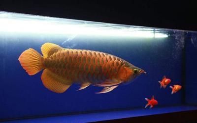 貴陽龍魚魚缸：貴陽龍魚魚缸，打造家居水族藝術(shù)的完美選擇