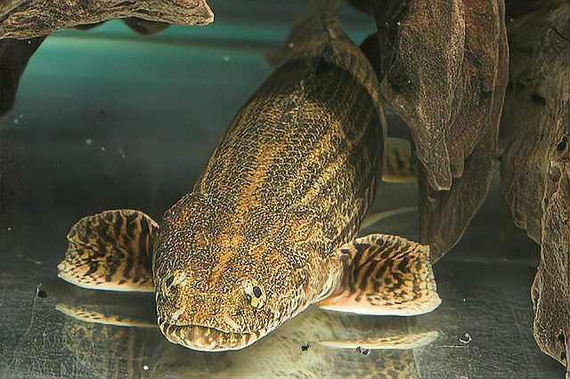 恐龍魚容易死嗎 恐龍魚容易死嗎 龍魚百科 第1張