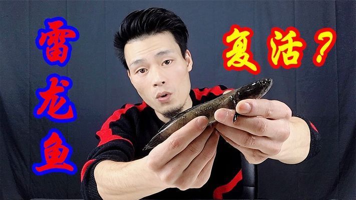 雷龍魚會不會假死 雷龍魚會不會假死 龍魚百科 第3張
