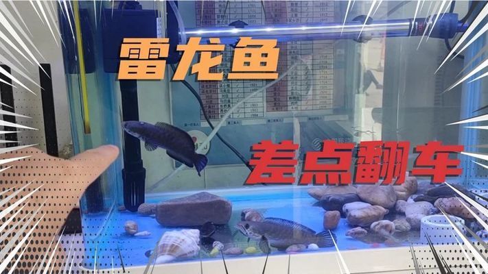 雷龍魚會不會假死 雷龍魚會不會假死 龍魚百科 第4張