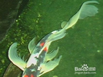 龍鳳鯉魚營養需求分析：關于龍鳳鯉魚的營養需求的分析