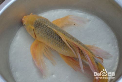 龍鳳鯉魚營養需求分析：關于龍鳳鯉魚的營養需求的分析