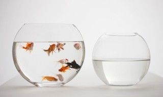和龍魚混養(yǎng)什么魚最好：與龍魚混養(yǎng)的魚類有哪些？ 和龍魚混養(yǎng)什么魚最好：與龍魚混養(yǎng)的魚類有哪些？ 龍魚百科 第5張