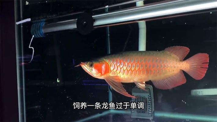 和龍魚混養(yǎng)什么魚最好：與龍魚混養(yǎng)的魚類有哪些？ 和龍魚混養(yǎng)什么魚最好：與龍魚混養(yǎng)的魚類有哪些？ 龍魚百科 第4張