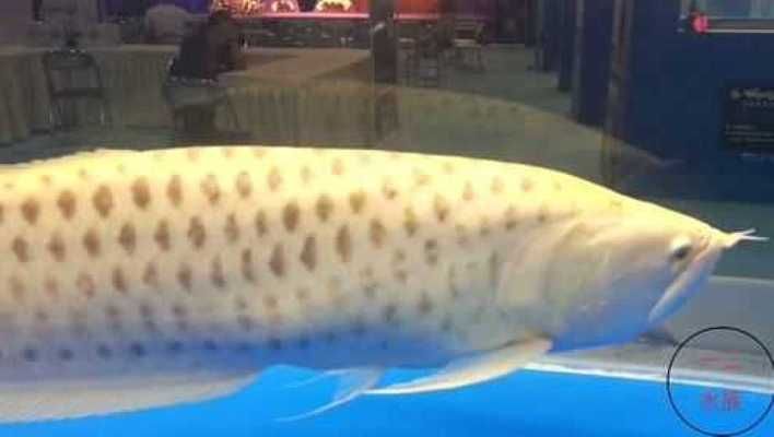 什么銀龍魚值錢，銀龍魚市場價格趨勢