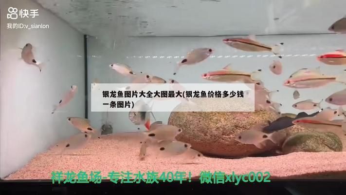 什么銀龍魚值錢，銀龍魚市場價格趨勢