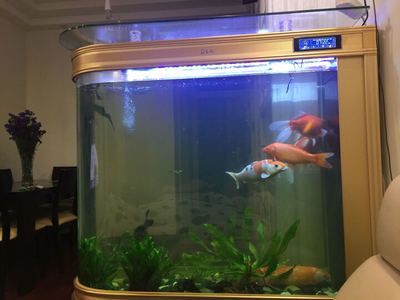 德國德克魚缸生產廠家在國內具備智能化功能是否具備智能化功能：德克魚缸怎么樣？
