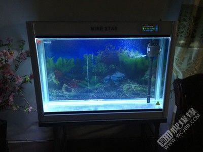 一米的魚缸多少錢一個?。阂幻组L的魚缸價格范圍和購買注意事項 一米的魚缸多少錢一個?。阂幻组L的魚缸價格范圍和購買注意事項 魚缸百科 第4張