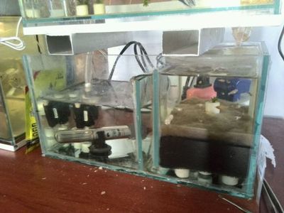 自制魚缸底濾魚缸底濾魚缸構造圖的解釋和信息和信息：如何自制魚缸底濾