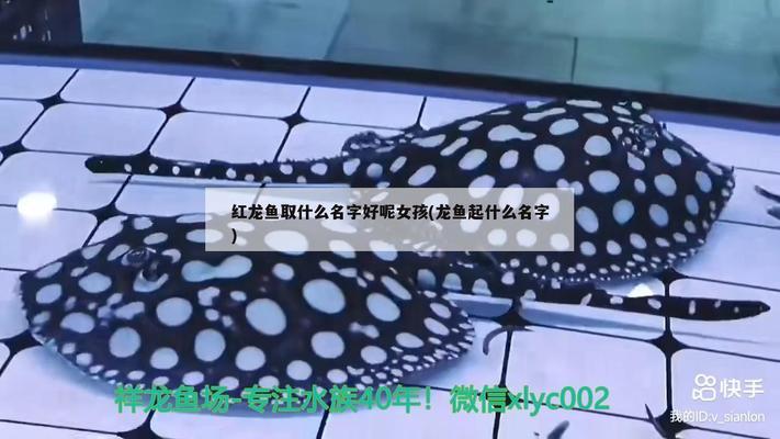 賽罕區興龍水族館（賽罕區興龍水族館電話）