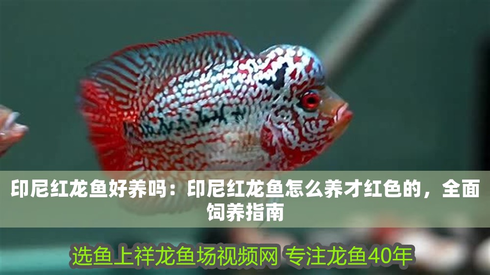 印尼紅龍魚好養嗎：印尼紅龍魚怎么養才紅色的，全面飼養指南