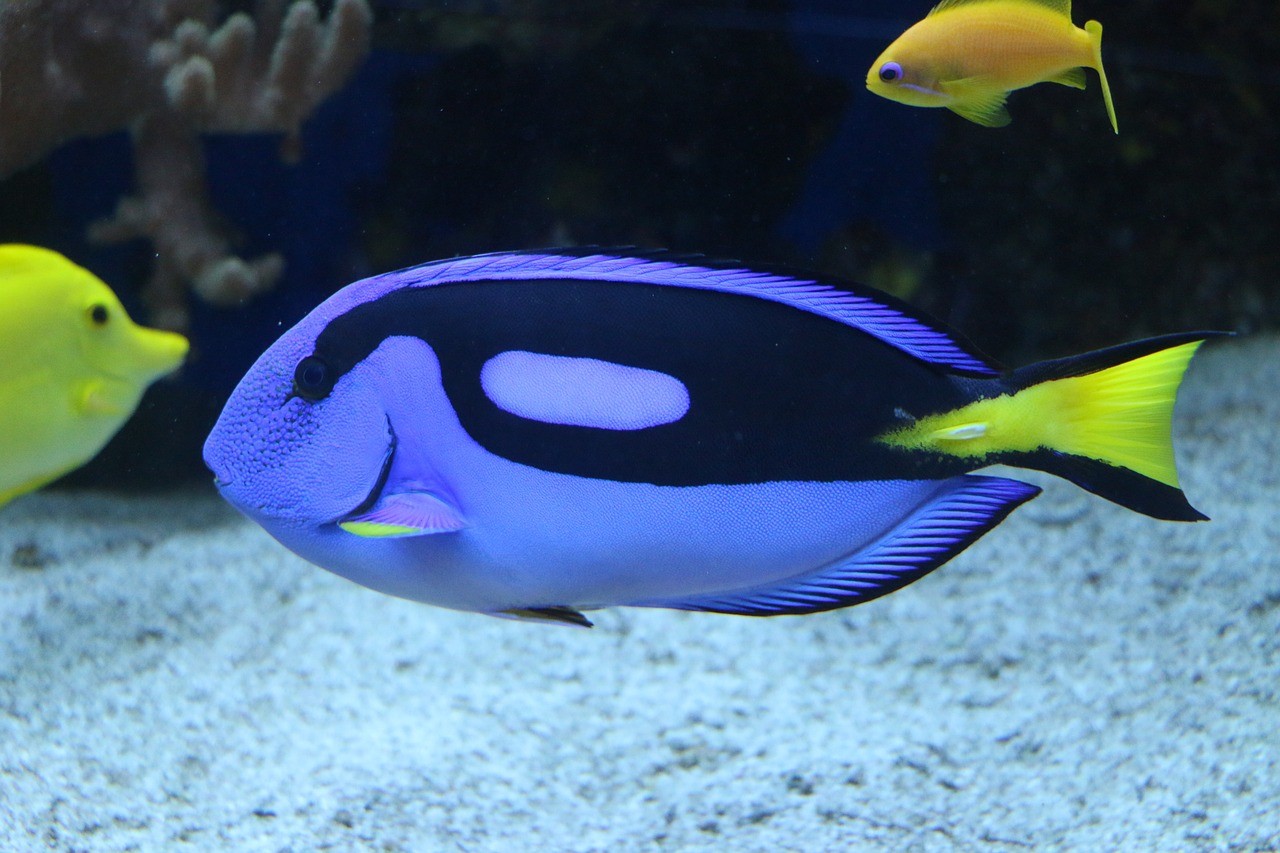 雙城市海之韻水族館 (雙城市海之韻水族館電話號碼) 全國水族館企業(yè)名錄 第2張 雙城市海之韻水族館 (雙城市海之韻水族館電話號碼) 雙城市海之韻水族館 (雙城市海之韻水族館電話號碼) 全國水族館企業(yè)名錄 第2張