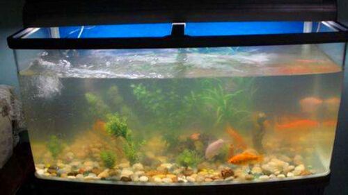 魚缸表面：魚缸油膜去除小妙招 魚缸表面：魚缸油膜去除小妙招 魚缸百科 第5張