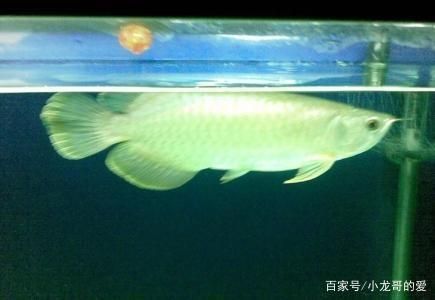 龍魚怎么看好壞圖解：關于龍魚怎么看好壞圖解詳情 龍魚怎么看好壞圖解：關于龍魚怎么看好壞圖解詳情 龍魚百科 第5張