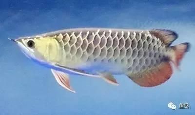 極品金龍魚:創造與魔法虎皮資質
