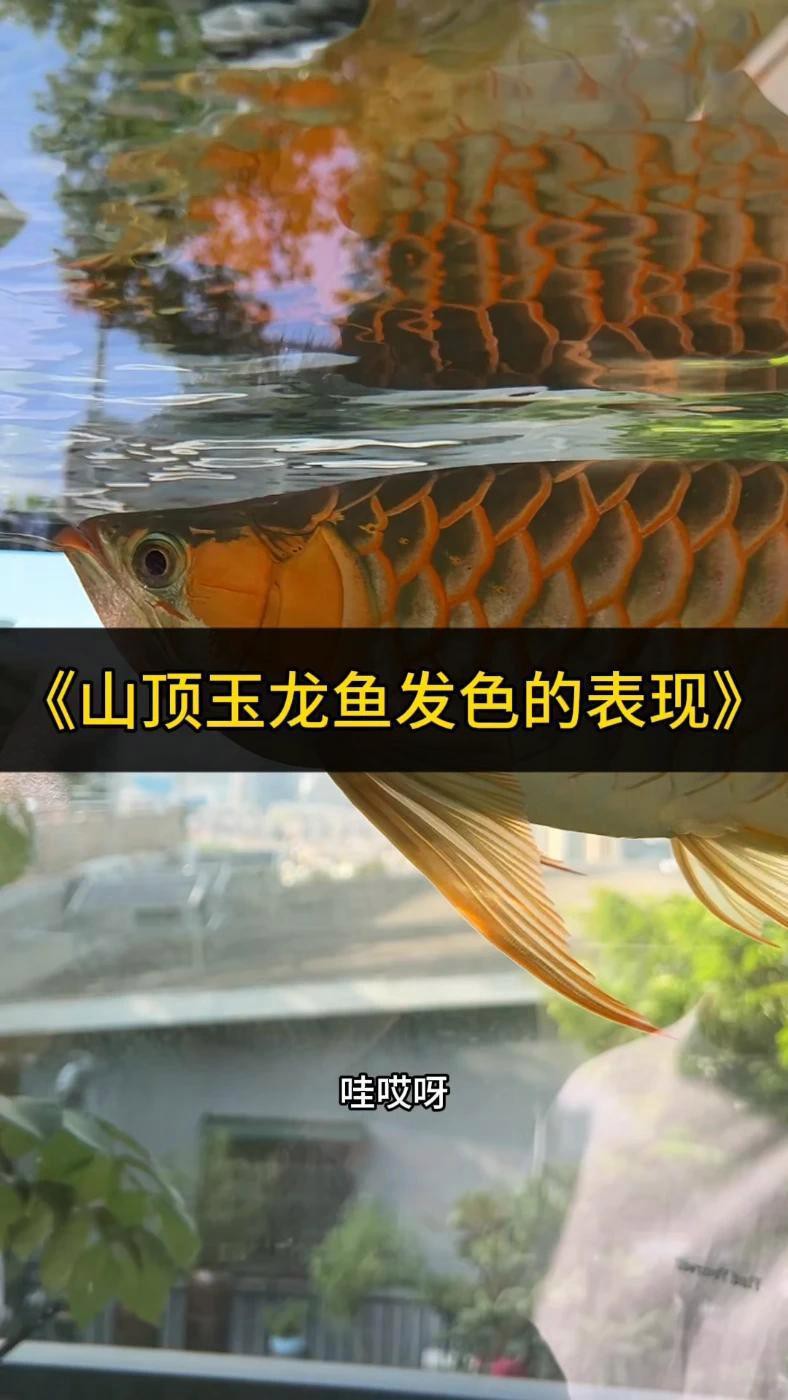 如何預防紅龍魚出現美容問題？