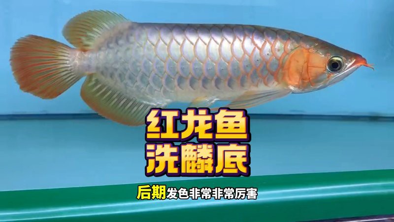 如何預防紅龍魚出現美容問題？