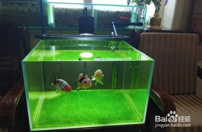 魚缸內生態平衡維護方法：如何維護魚缸內的生態平衡