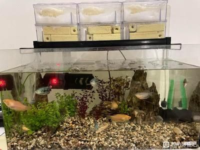 魚缸多長(zhǎng)時(shí)間換次水比較好（魚缸換水的頻率取決于多個(gè)因素） 魚缸多長(zhǎng)時(shí)間換次水比較好（魚缸換水的頻率取決于多個(gè)因素） 魚缸百科 第4張