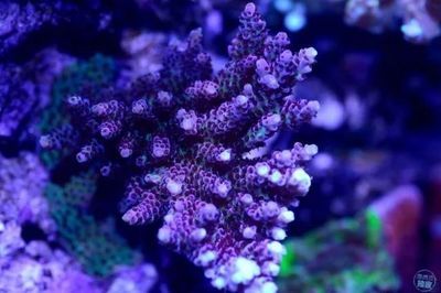 海缸和普通魚缸的區別：海水生態系統的奧秘