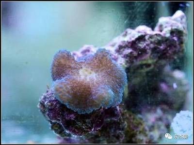 海缸和普通魚缸的區別：海水生態系統的奧秘
