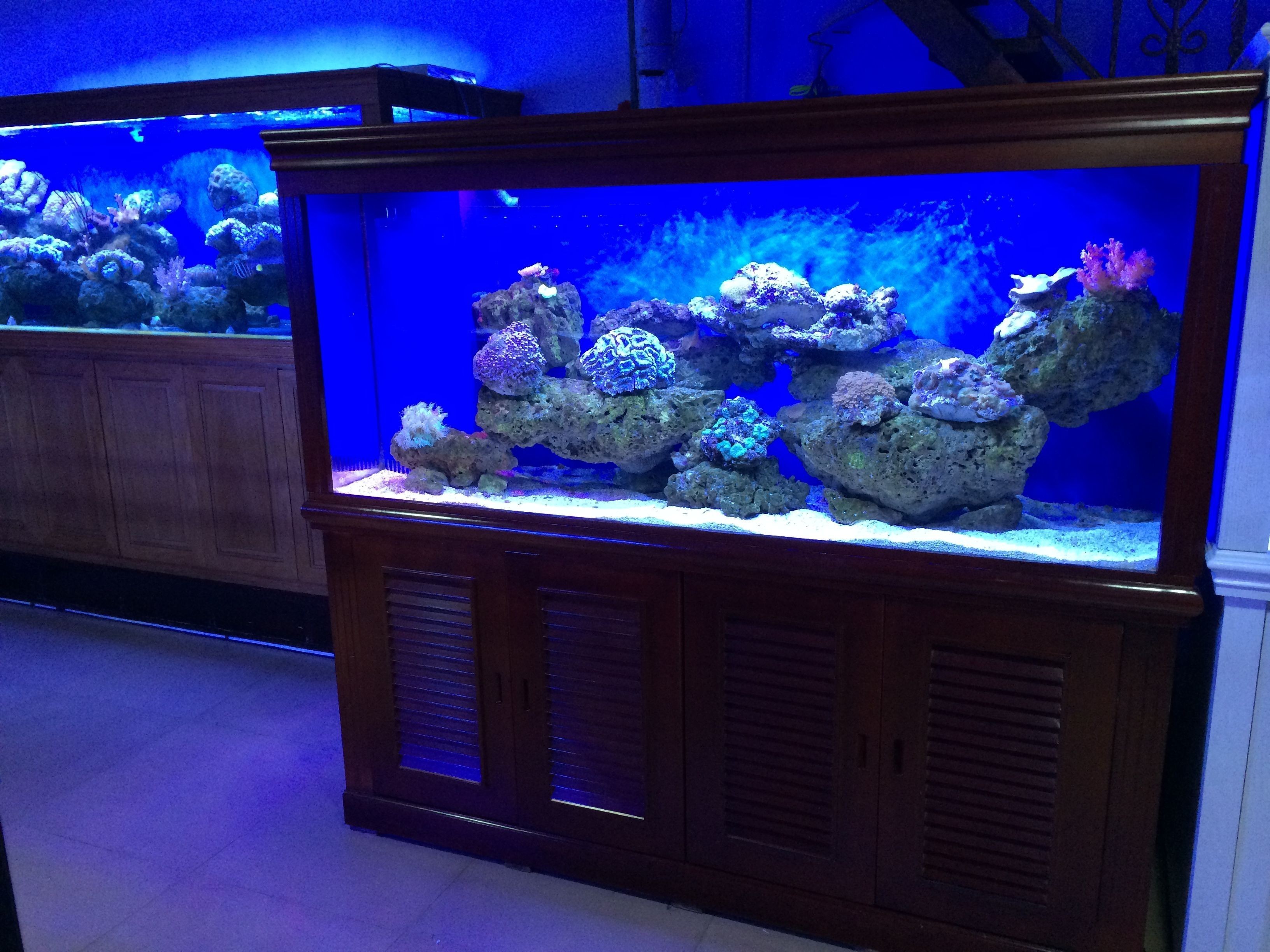 水族箱養護技巧養護水族箱養護技巧養護水族箱：如何選擇合適的海魚缸 水族箱養護技巧養護水族箱養護技巧養護水族箱：如何選擇合適的海魚缸 魚缸百科 第3張