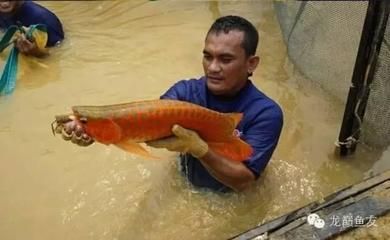 漁村龍魚繁殖場（漁村龍魚繁殖場(馬來西亞)）
