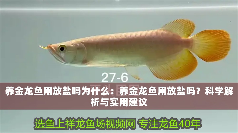養金龍魚用放鹽嗎為什么：養金龍魚用放鹽嗎？科學解析與實用建議