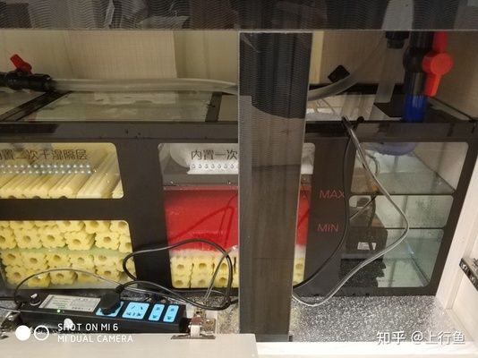 底濾魚缸的維護與管理：底濾魚缸中的糞便排水口在一定程度上可以有效去除糞便