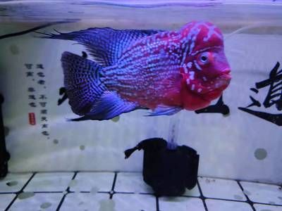 魚缸可以中途加水嗎：魚缸中途加水是一個值得探討的話題，魚缸水量控制技巧