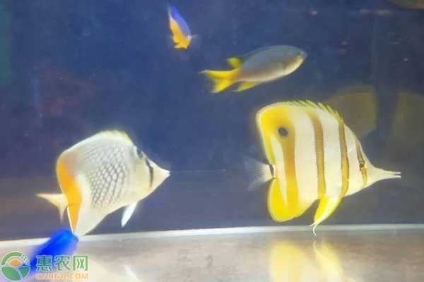 觀賞魚苗水質管理技巧，觀賞魚苗水質管理技術 觀賞魚苗水質管理技巧，觀賞魚苗水質管理技術 龍魚百科 第1張