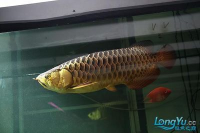 高背金龍魚是什么意思啊：\"高背金龍魚\"高背金龍魚怎么養
