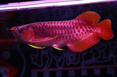 最貴紅龍魚大概多少錢一條(最貴的紅龍魚價(jià)格可以從幾萬到幾十萬人民幣不等) 龍魚百科 第2張 最貴紅龍魚大概多少錢一條(最貴的紅龍魚價(jià)格可以從幾萬到幾十萬人民幣不等) 最貴紅龍魚大概多少錢一條(最貴的紅龍魚價(jià)格可以從幾萬到幾十萬人民幣不等) 龍魚百科 第2張