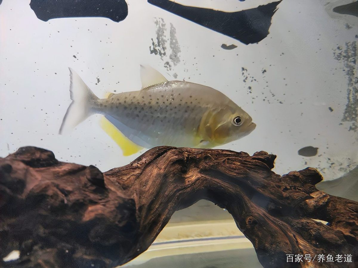 銀龍魚缸可以放沉木嗎