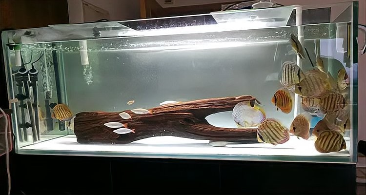 銀龍魚缸可以放沉木嗎