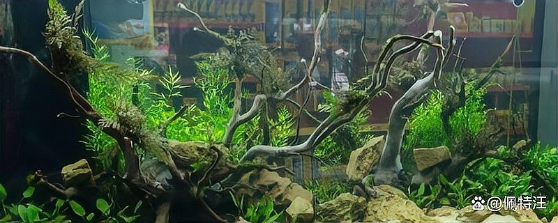 銀龍魚缸可以放沉木嗎
