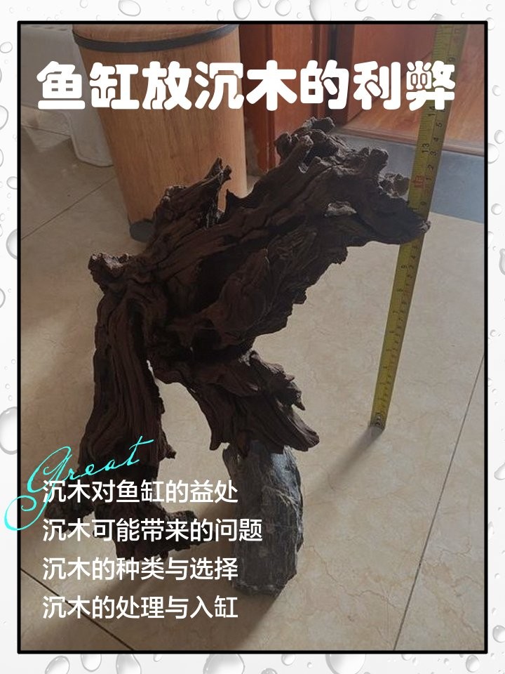 銀龍魚缸可以放沉木嗎