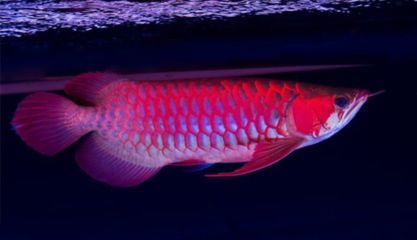 紅龍魚在ph值8.5的環境下可以養嗎：ph值8.5環境下養殖紅龍魚需要注意以下幾點