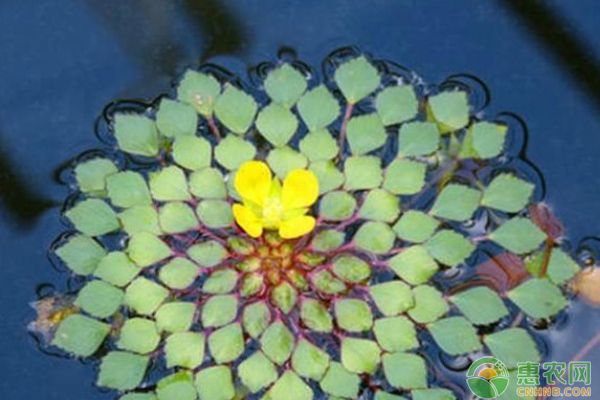 能在魚缸里養的植物有哪些：適合在魚缸中養殖的幾種植物 能在魚缸里養的植物有哪些：適合在魚缸中養殖的幾種植物 魚缸百科 第4張